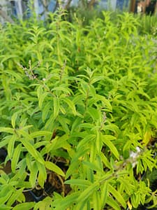 Verveine odorante - Liqueurs, infusions, cuisine, elle s'utilise partout et demande peu d'entretien.