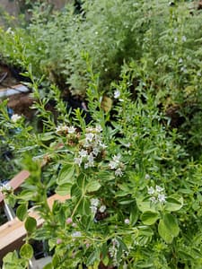 Origan syriacum - origan du Maghreb, très aromatique et épicé.