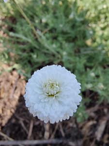 Camomille 'Flore Pleno' - Magnifique couvre-sol