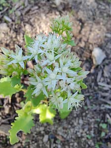 Sedum 'Janet Poor' - Floraison étoilée, légèrement rosée.