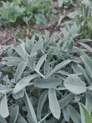 Armoise 'Valerie Finnis'