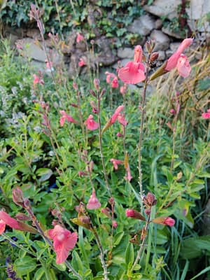 Sauge arbustive 'Papajan'