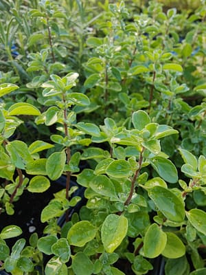 Marjolaine Rapenburg