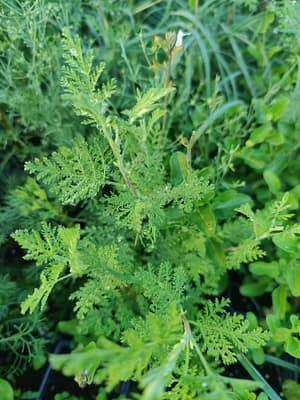 Armoise à feuilles de santoline