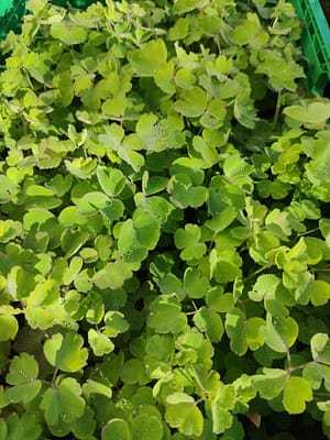 Ancolie 'William Guiness'