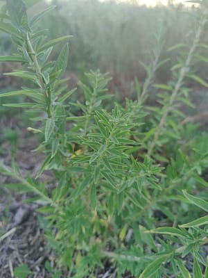 Verveine d'Argentine Bio