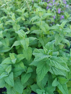 Germandrée iranienne