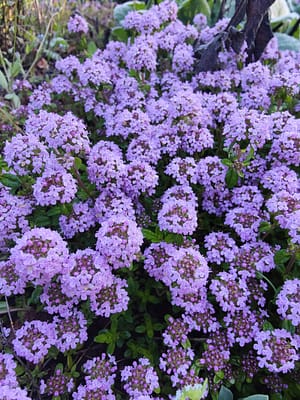Thym Longicaulis Couvre-sol