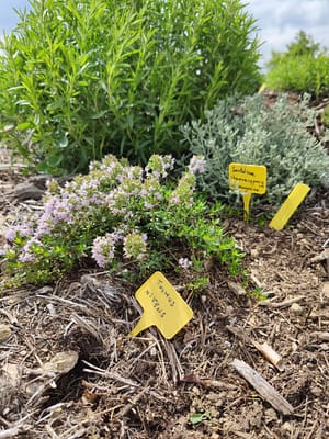 Thym Luisant Couvre-sol Bio