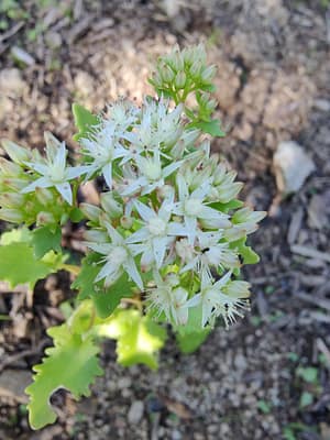 Sedum populifolium 'Janet Poor'