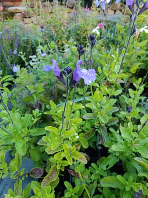 Sauge arbustive 'So Cool Pale Blue'