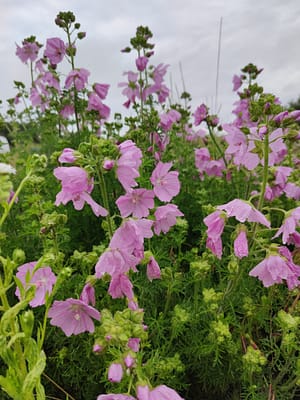 Mauve Vivace Musquée