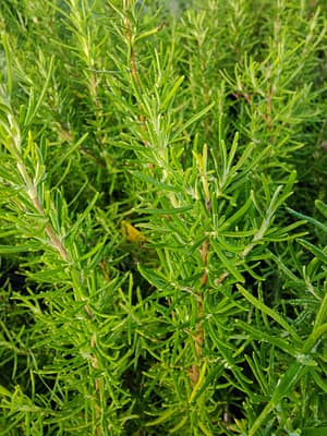 Romarin Green Ginger Bio