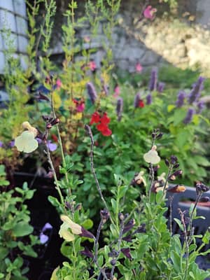 Sauge arbustive 'Melen'