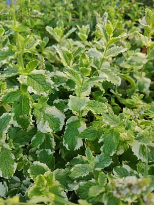 Menthe à feuilles rondes PineApple