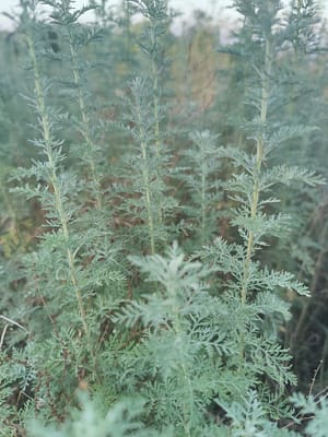 Absinthe Romaine Bio