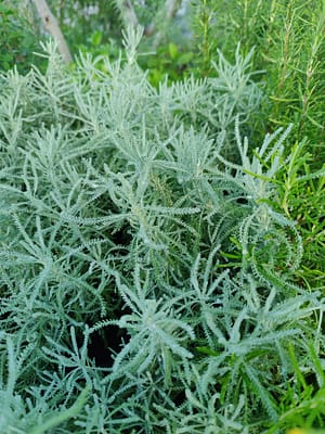 Santoline à feuilles de lavande