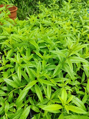 Aromatiques vivaces
