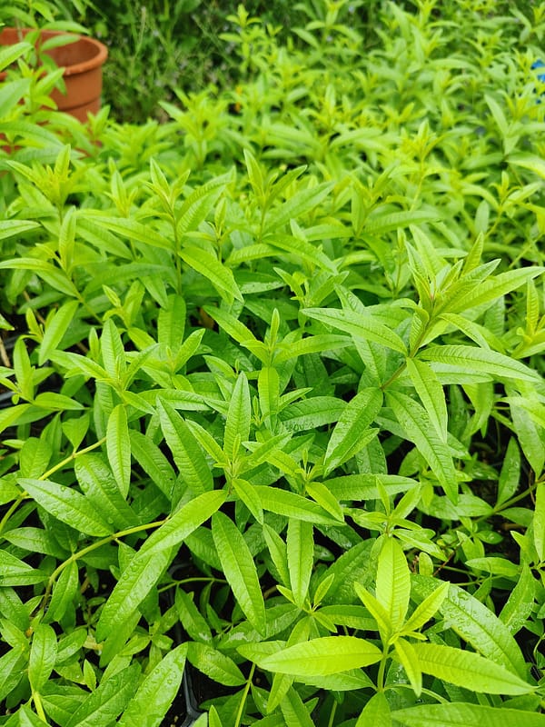 Verveine Odorante Bio