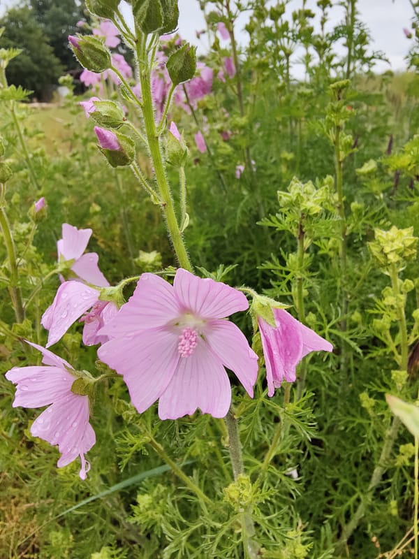 Mauve Vivace Musquée – Image 2