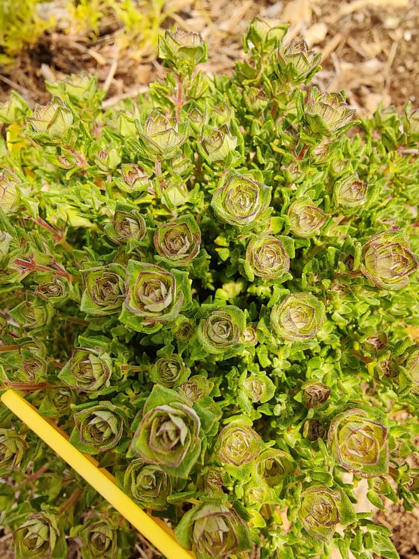 Thym à odeur de Rose Bio