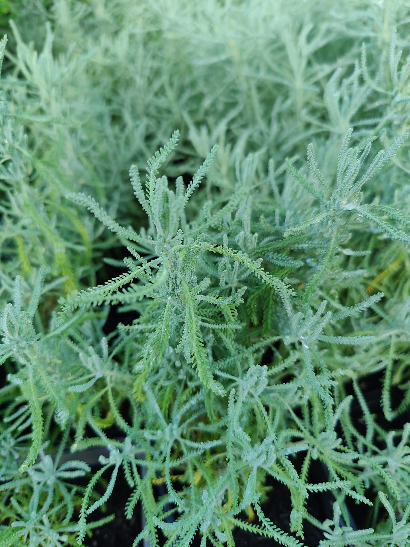 Santoline de Naples – Image 2