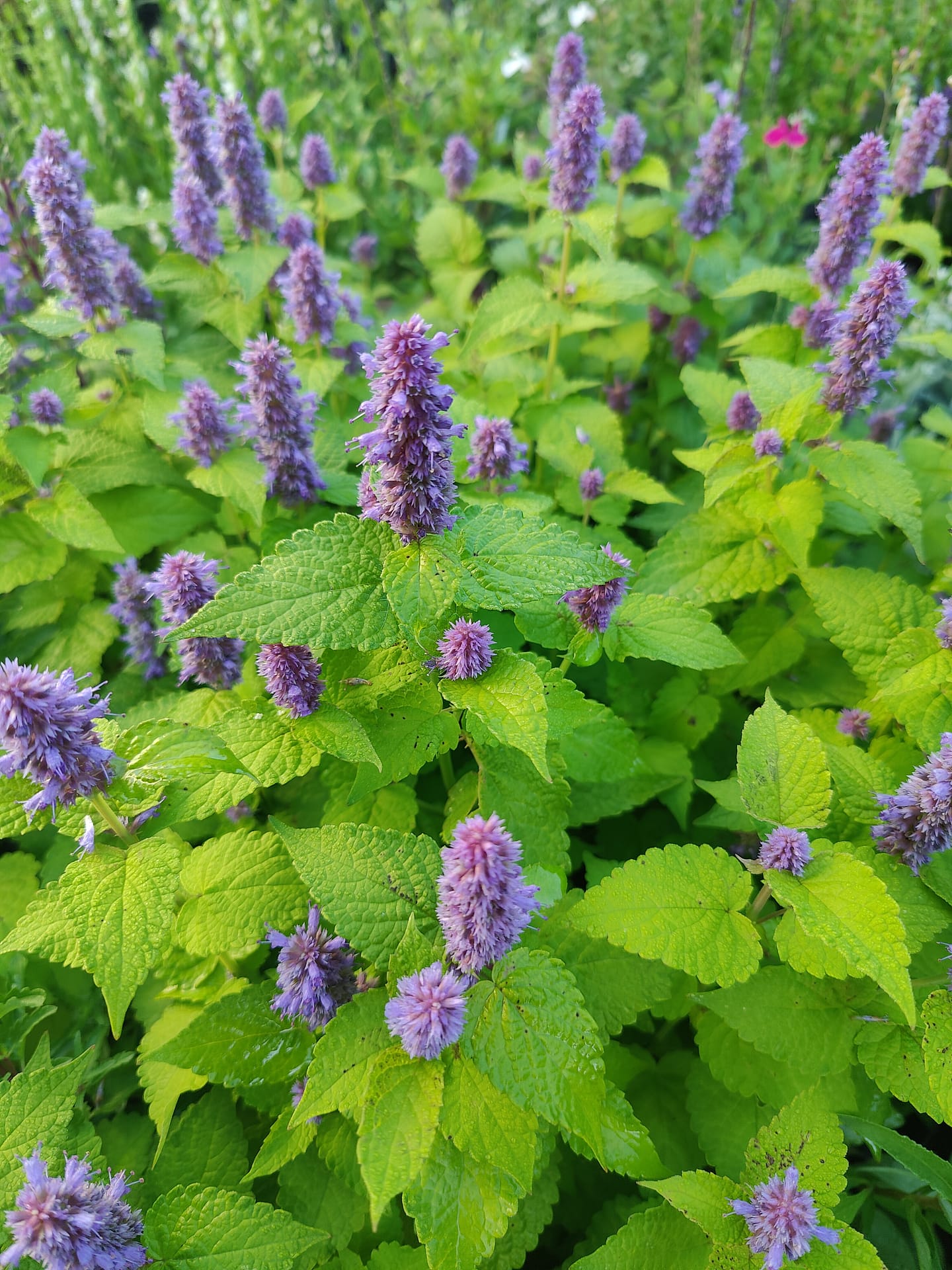 Agastache Fenouil Golden Jubilée