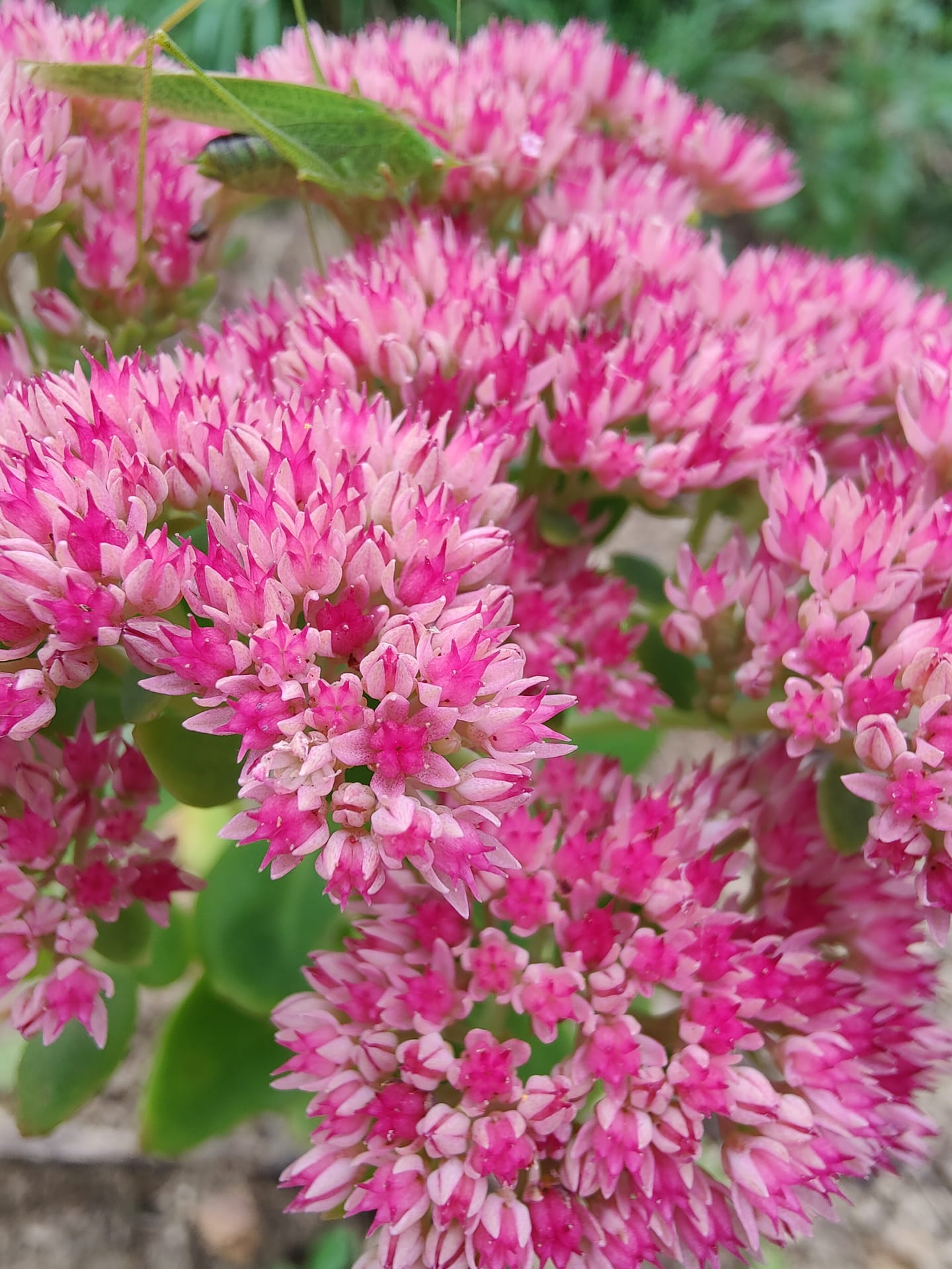 Sedum Autumn Joy