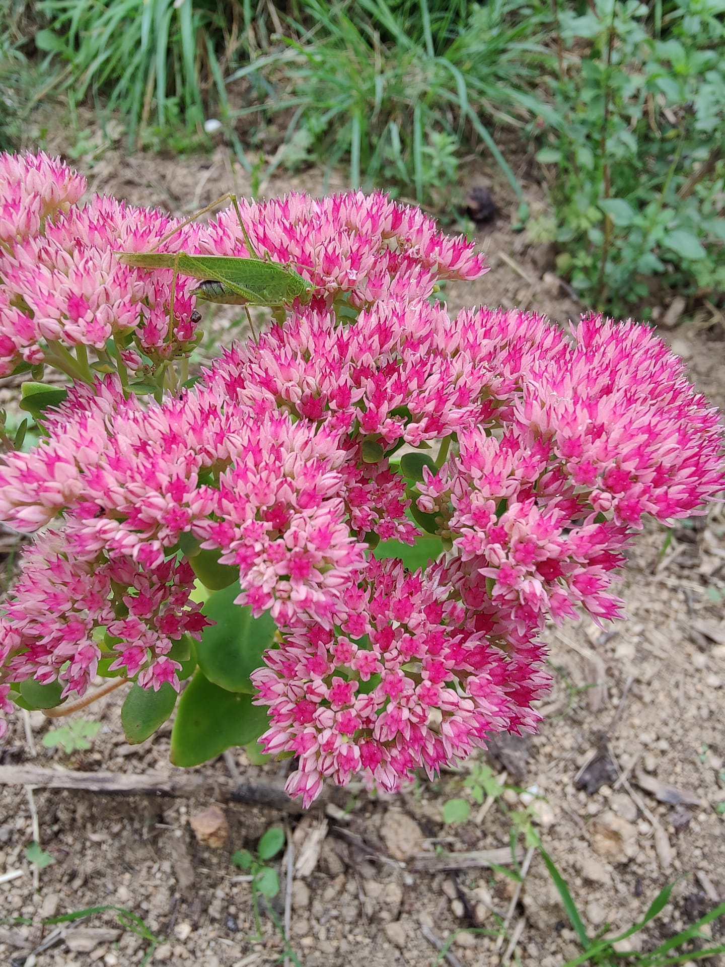 Sedum Autumn Joy – Image 2