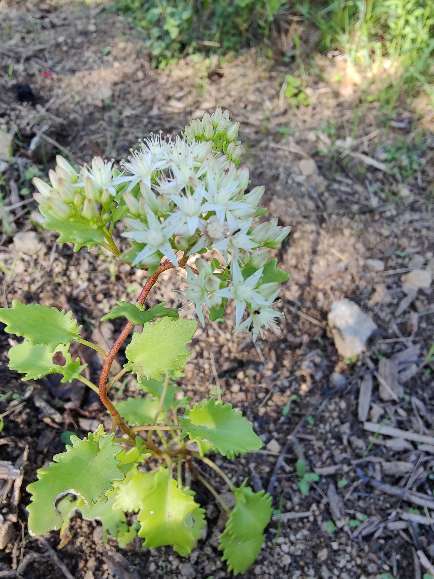 Sedum populifolium 'Janet Poor' – Image 2