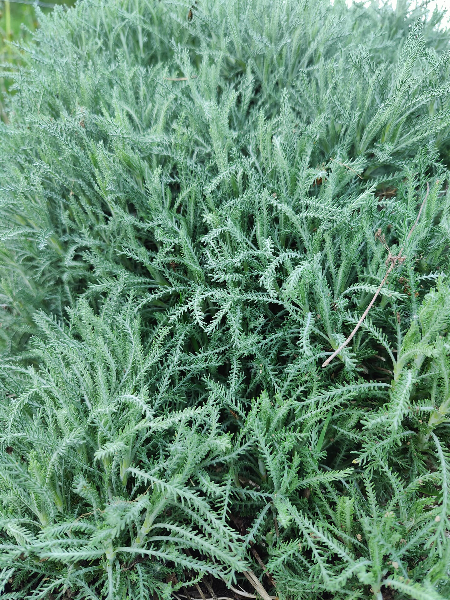 Santoline de Naples – Image 3