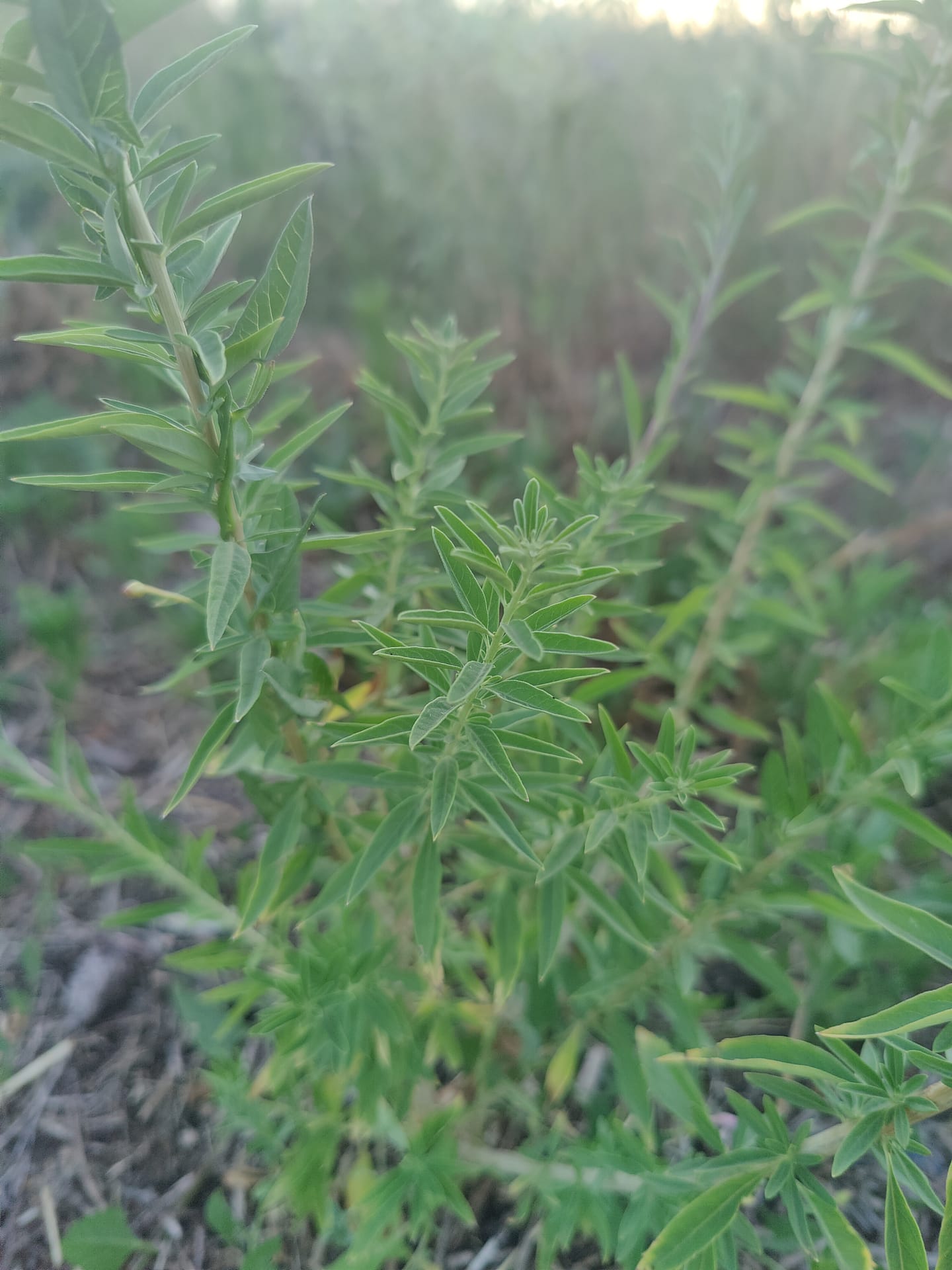 Verveine d'Argentine Bio
