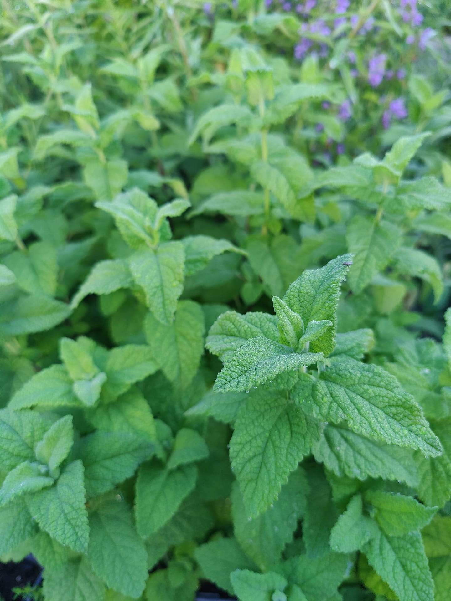 Germandrée iranienne