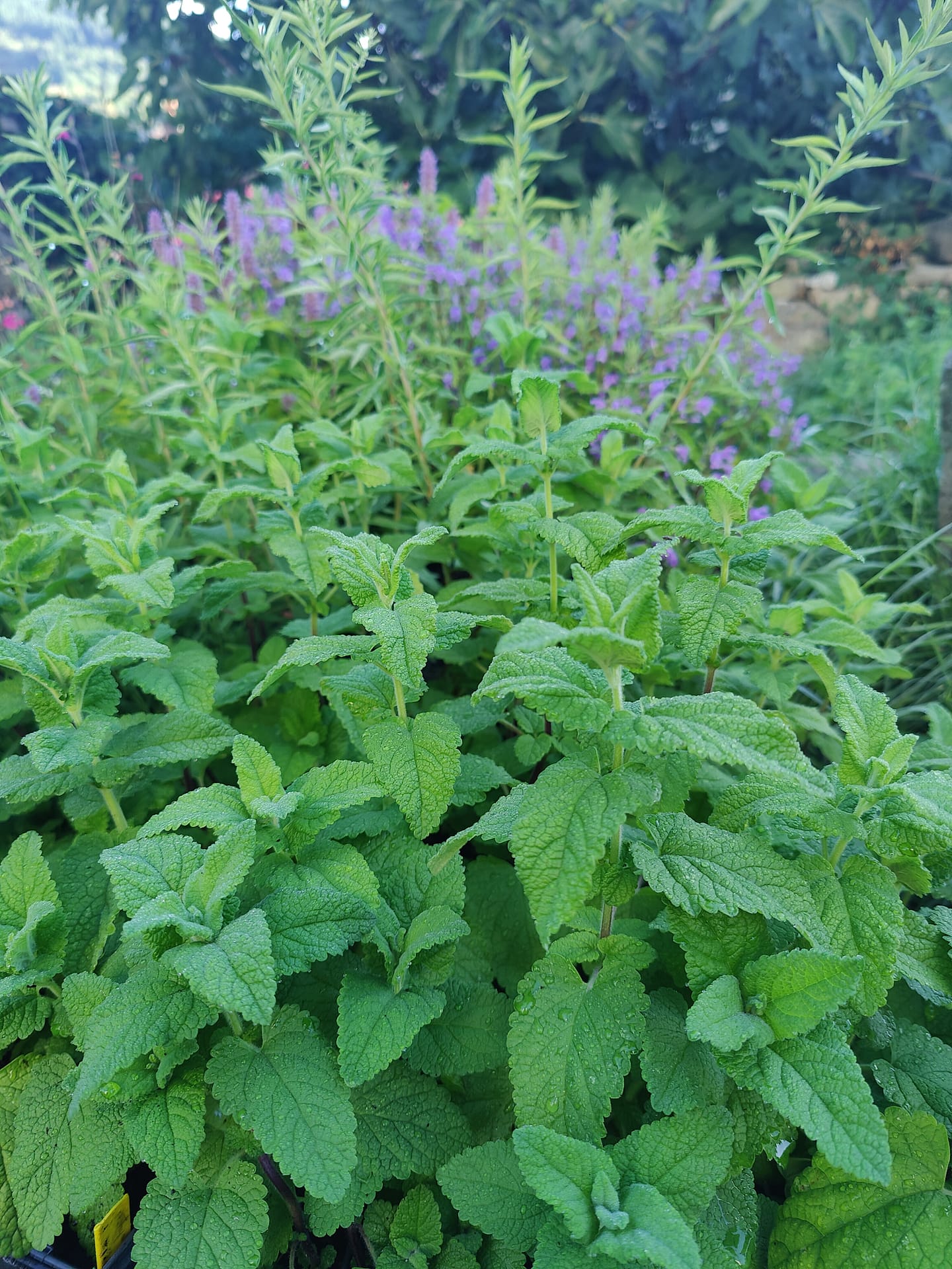 Germandrée iranienne – Image 2