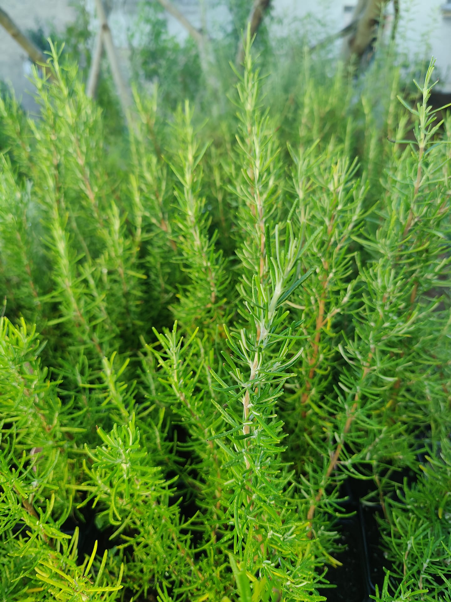 Romarin Green Ginger Bio – Image 2