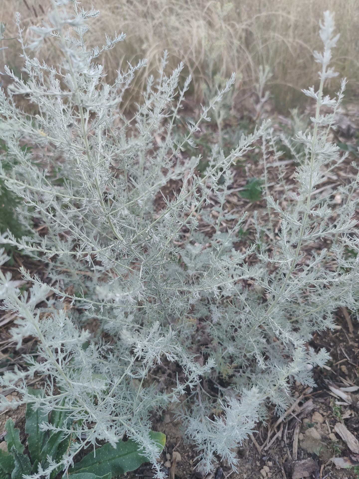 Armoise du Valais Bio – Image 3