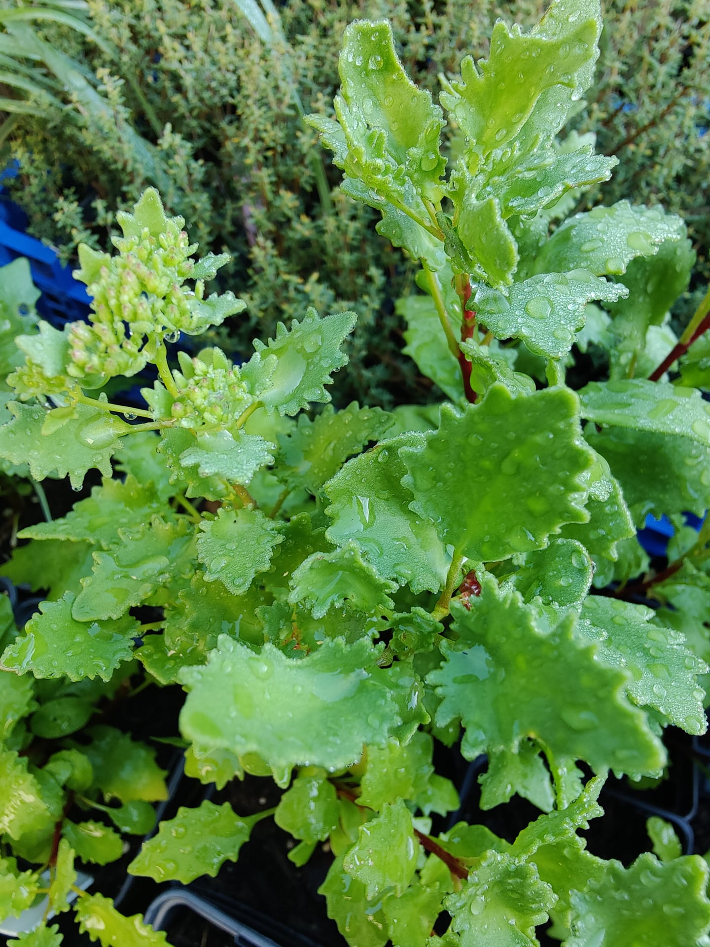 Sedum populifolium 'Janet Poor' – Image 3