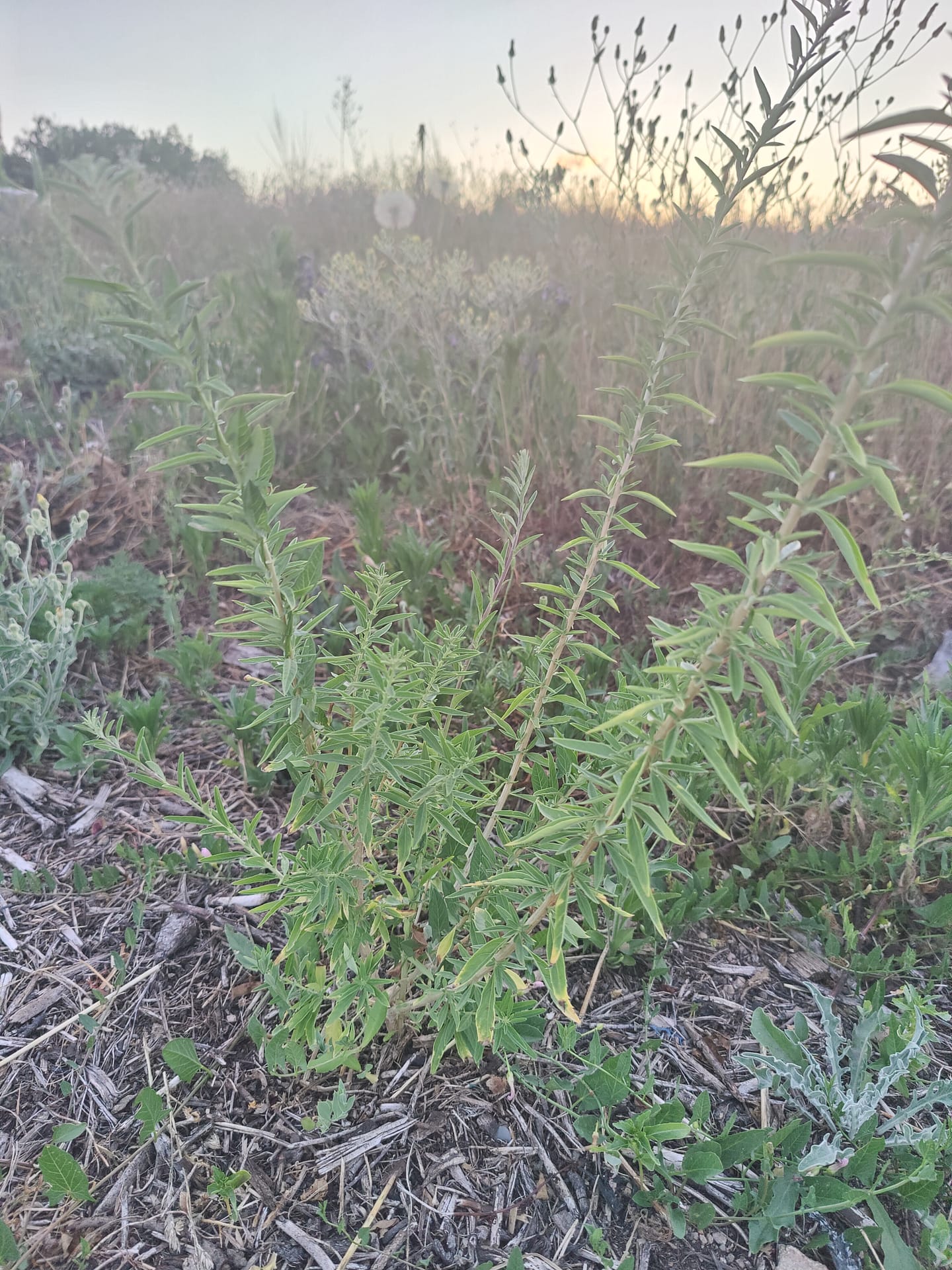 Verveine d'Argentine Bio – Image 2