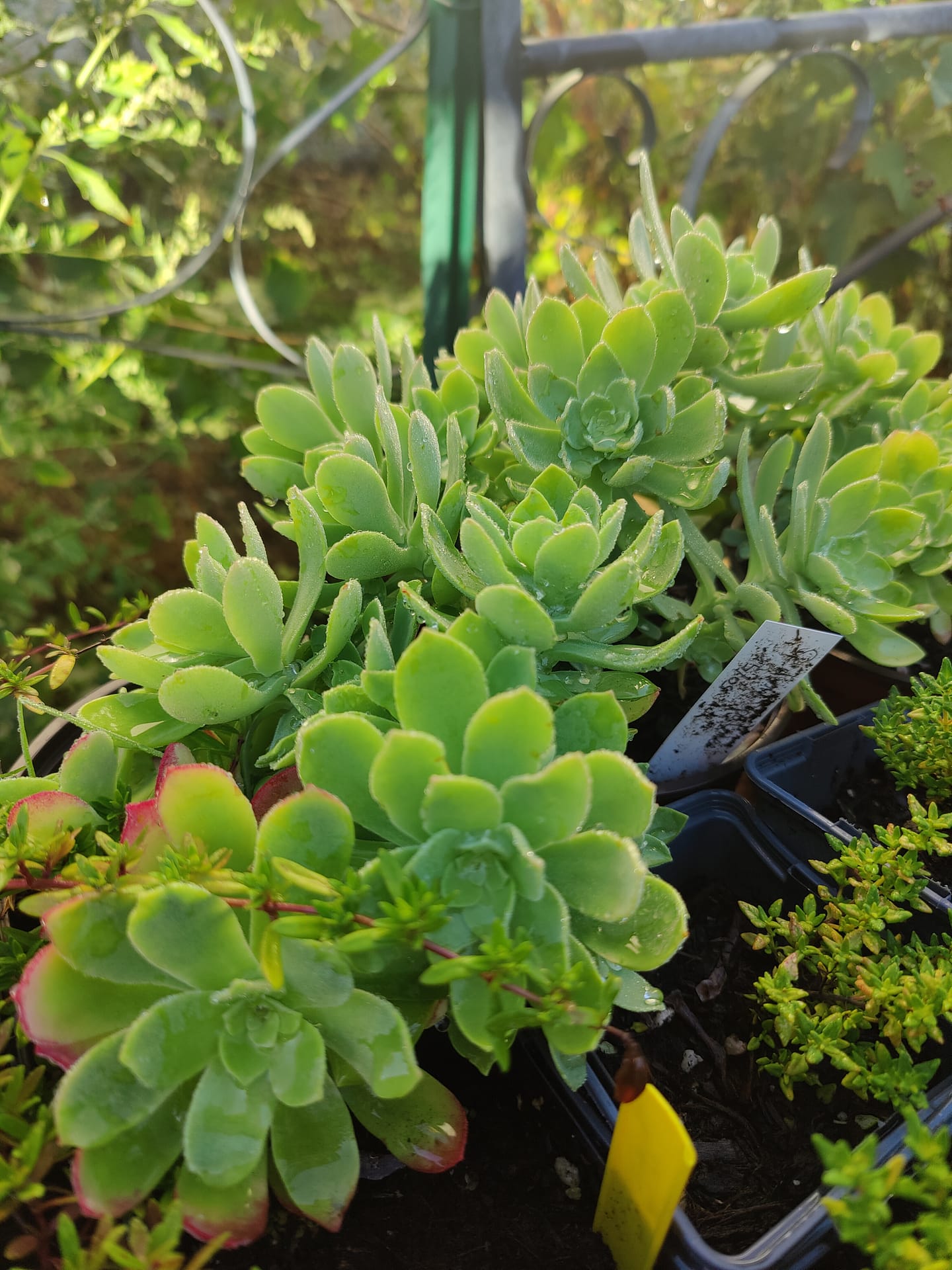 Sedum palmeri